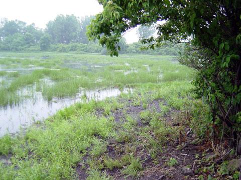 Grosse Ile, Michigan - Shoreline Stabilization - July 10, 2003